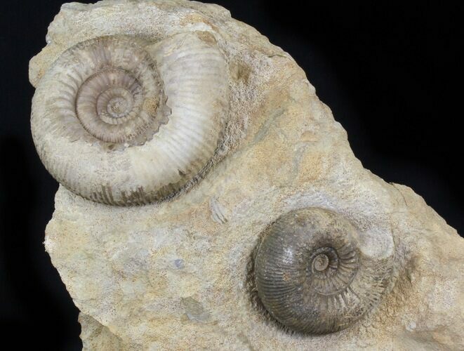 Double Stephanoceras Ammonite Display - Dorset, England #30786